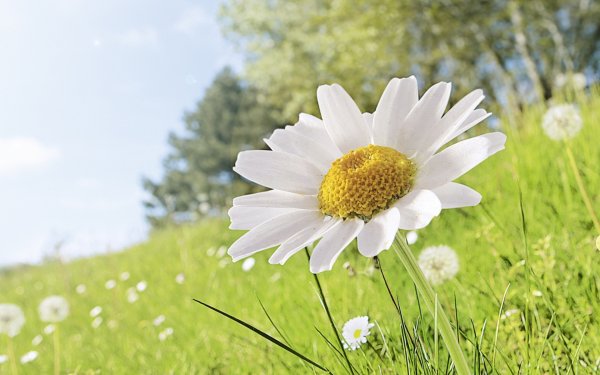 Ромашковое поле фон