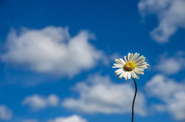 Яркий фон с ромашками