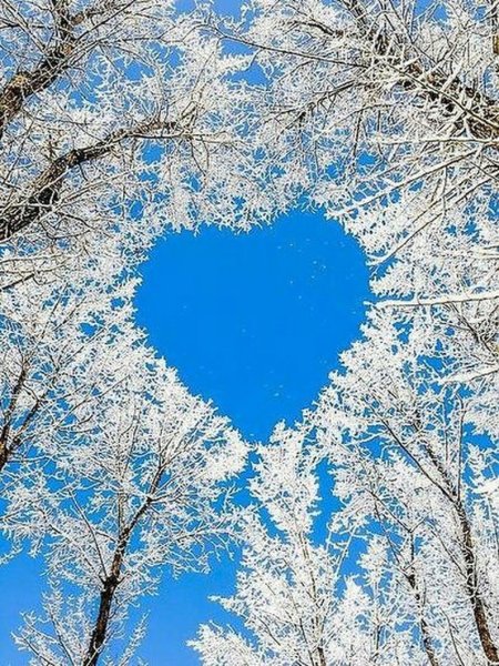 Деревья в снегу