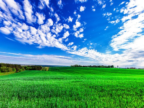 Зеленое поле