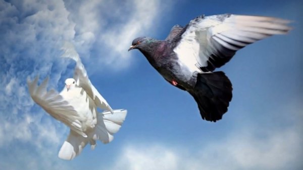 Летающий голубь