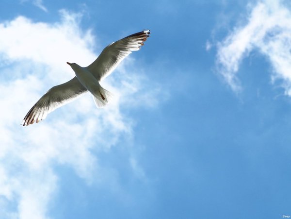 Два белых голубя в небе