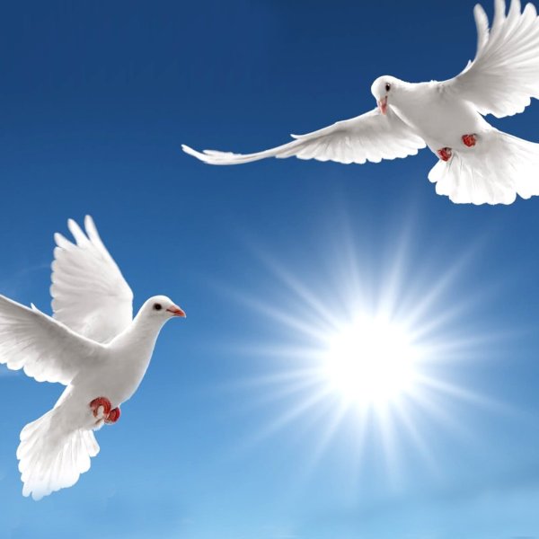 Птицы улетают