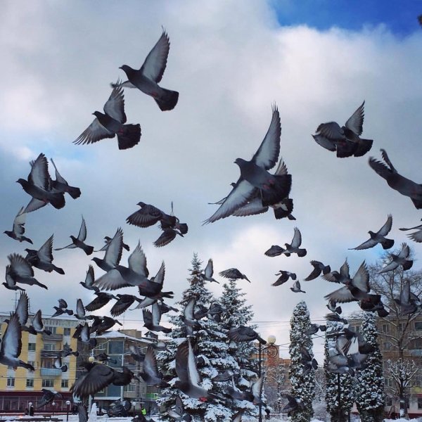 Белая птица в полете