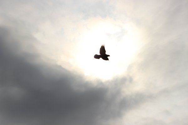 Птицы в небе