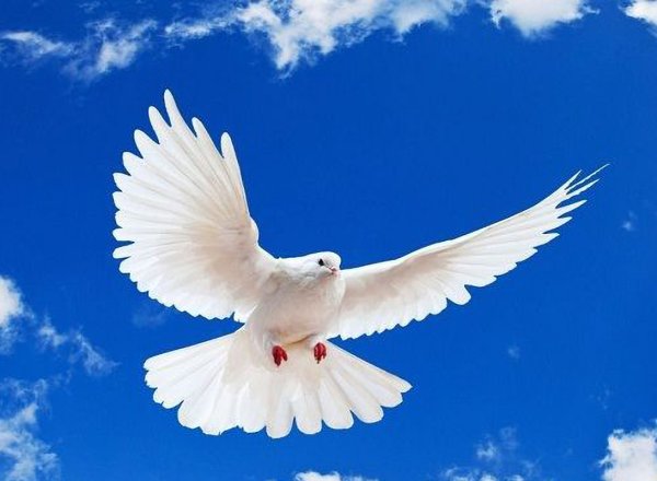 Белые голуби в небе
