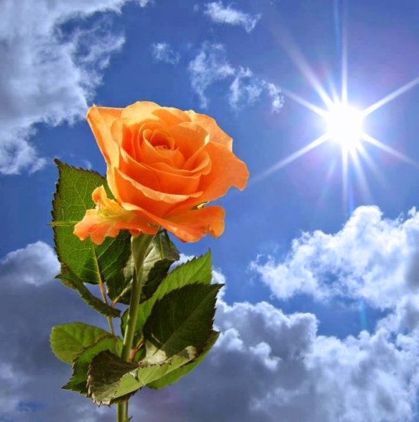 Розы и солнце