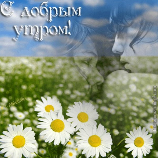 С добром утром ромашки
