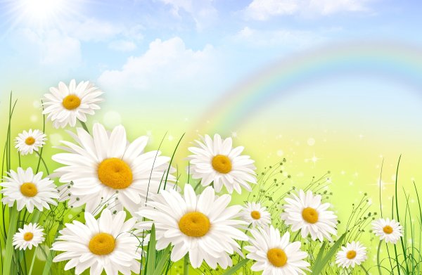 Фон ромашки для детского сада