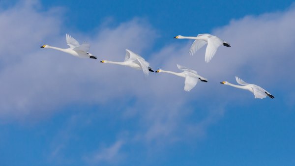 Стоковые фотографии по запросу Лебеди летят