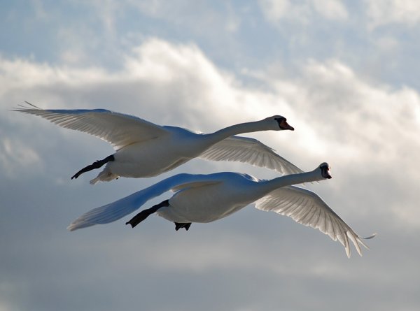 Лебеди в небе