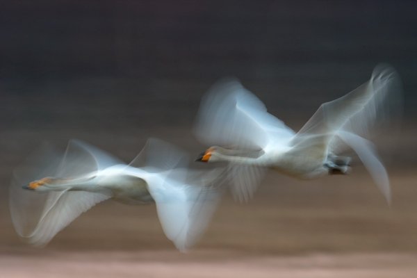 Лебеди улетают