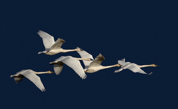 Птицы полет над озером