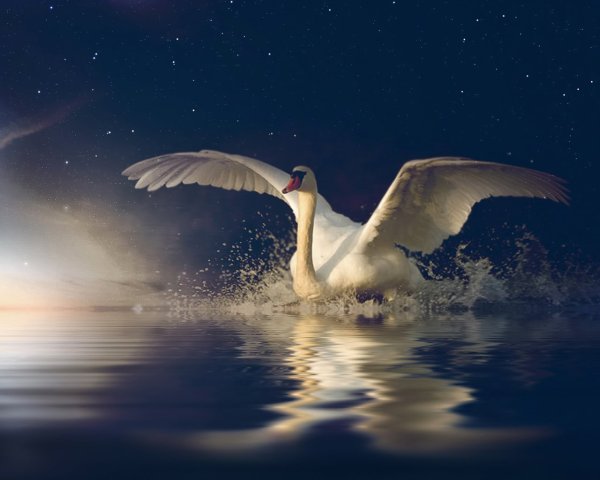 Птицы в ночном небе