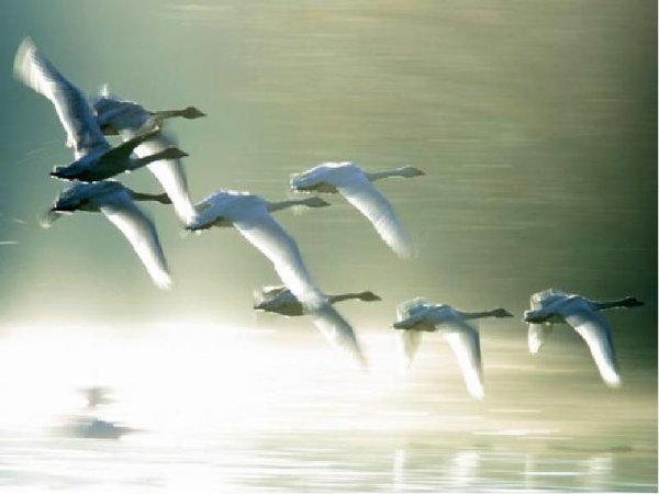 Два лебедя в небе