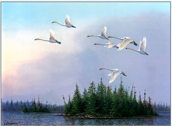 Лебеди летят