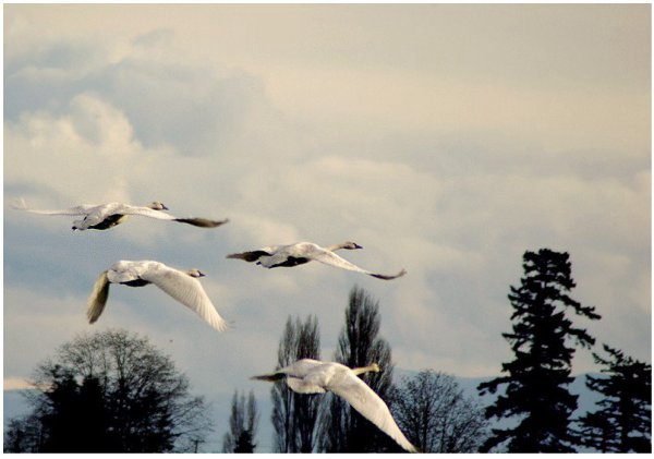 Белый лебедь в небе