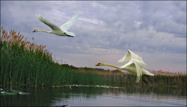 Птица взлетает