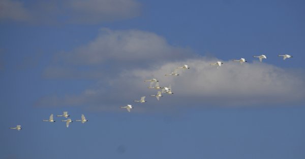 Два лебедя в небе