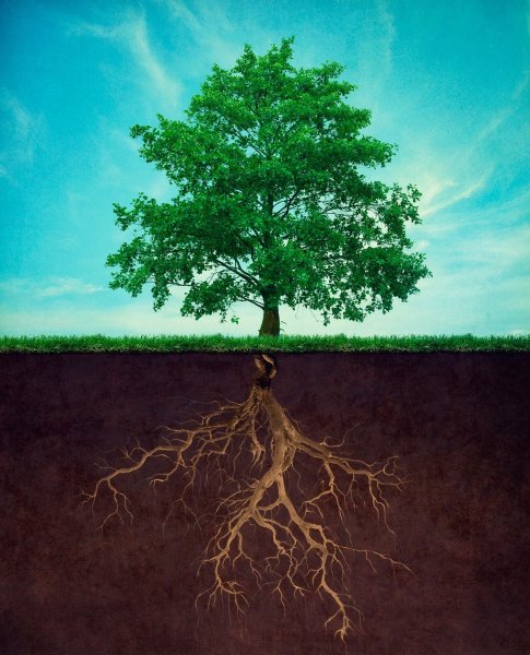 Дерево с корнями и кроной