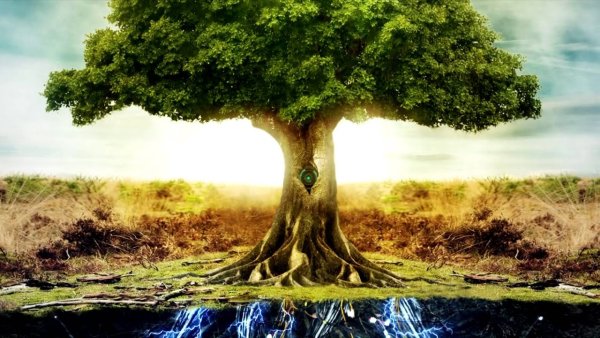 Корни дерева