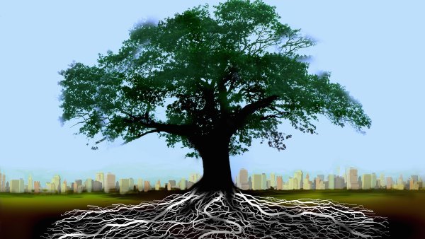 Корни дерева