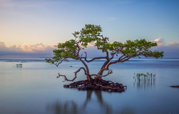 Сапукайя дерево