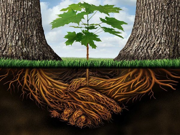 Дерево с мощными корнями