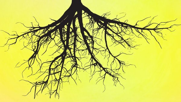 Ель обыкновенная корневая система