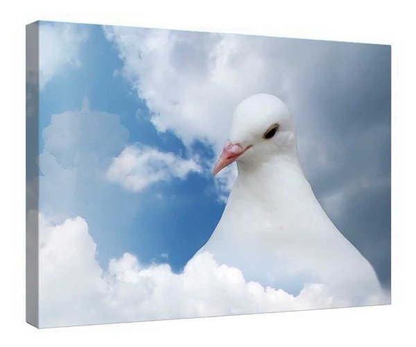 Голуби в небе