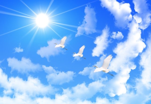 Голуби на голубом небе