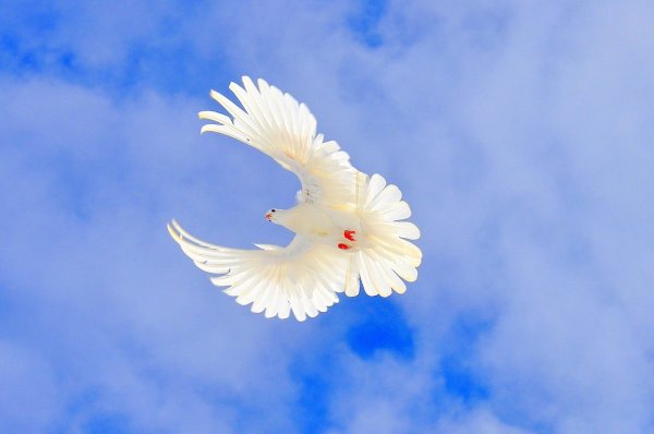 Голуби в небе