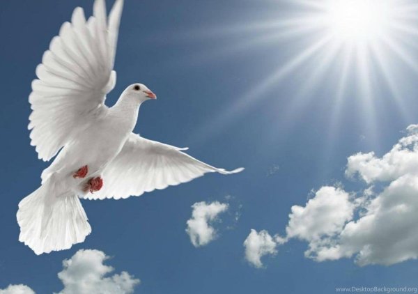 Белый голубь