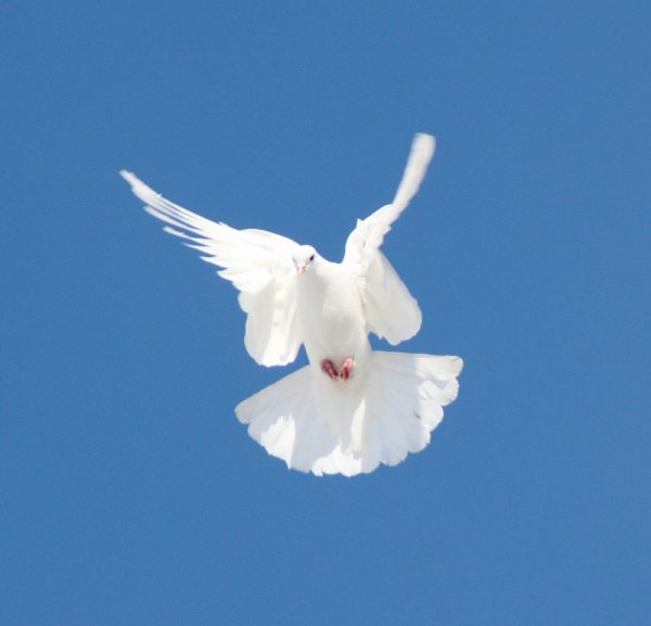 Белые голуби в небе