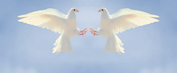 Голуби в небе