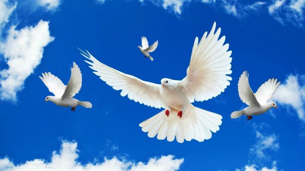 Голуби в небе