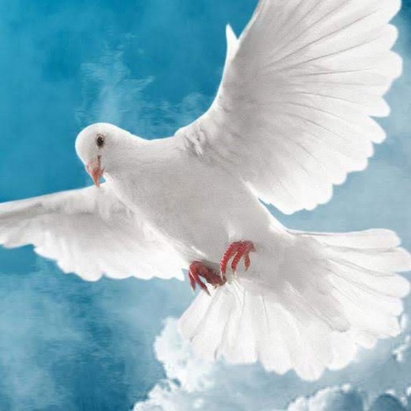 Чистое небо с голубями