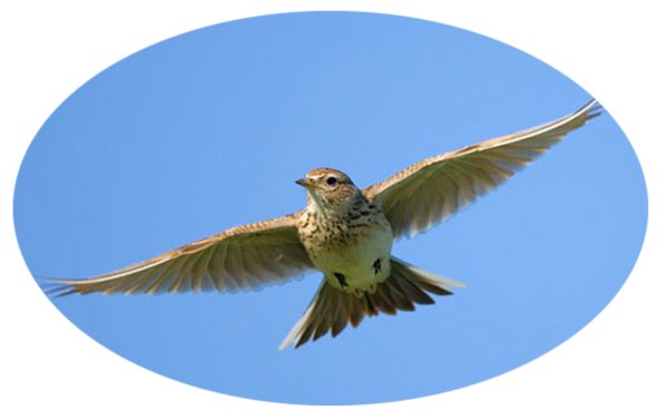 Полевой Жаворонок в полете