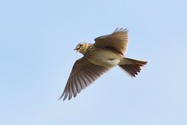 Жуковский Жаворонок