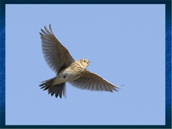 Жаворонки в небе