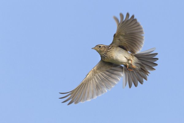 Полевой Жаворонок полет