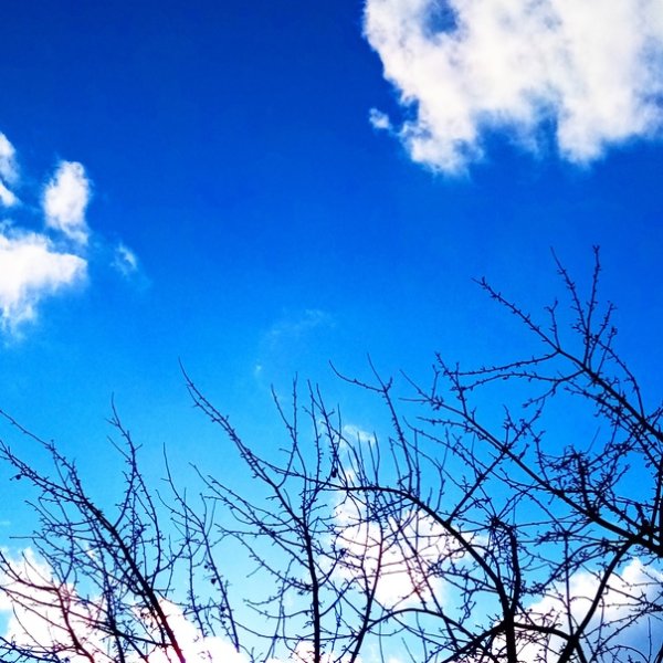 Ингеборга Небесная лазурь