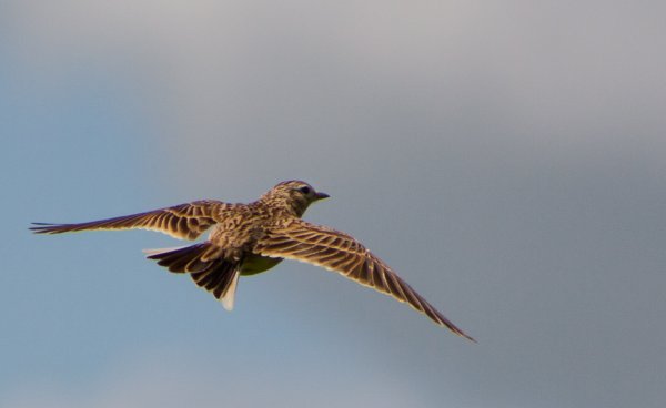 Жаворонок в небе