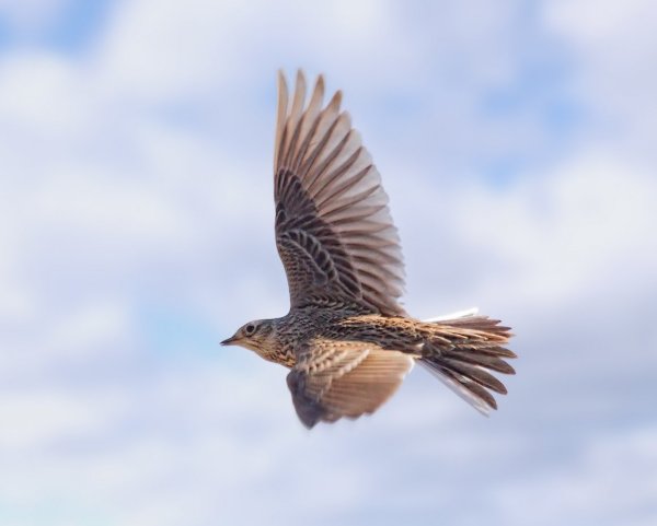 Взлетающий Жаворонок