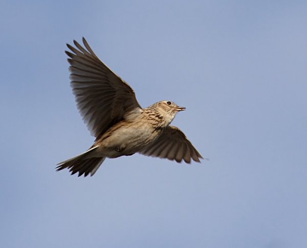 Жаворонок в полёте
