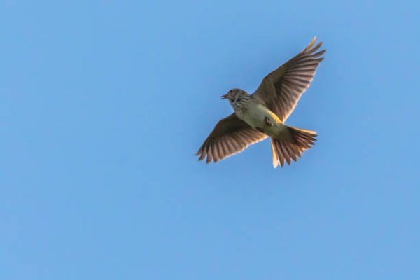 Жаворонок летит