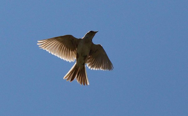 Жаворонки в небе