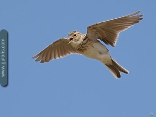 Полевой Жаворонок в полете