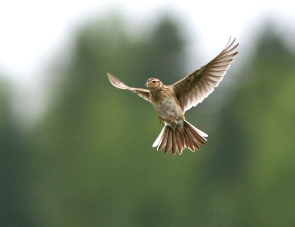 Жаворонок в полете