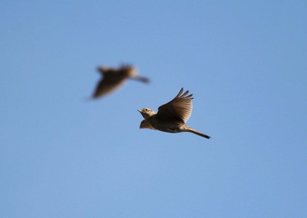 Небесный Жаворонок